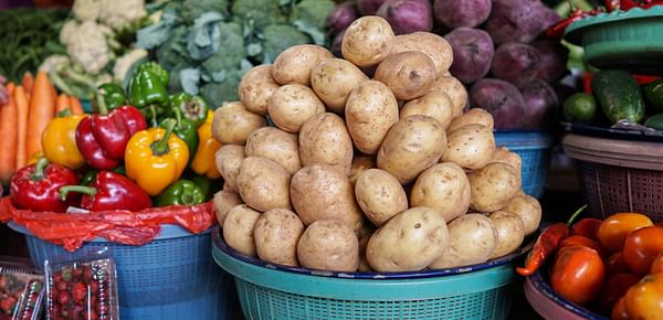 Good demand for organic primeur potatoes in Belgium