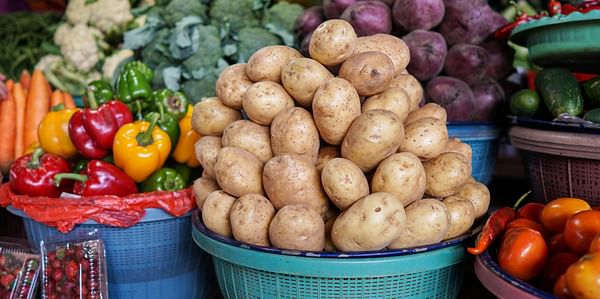 Good demand for organic primeur potatoes in Belgium