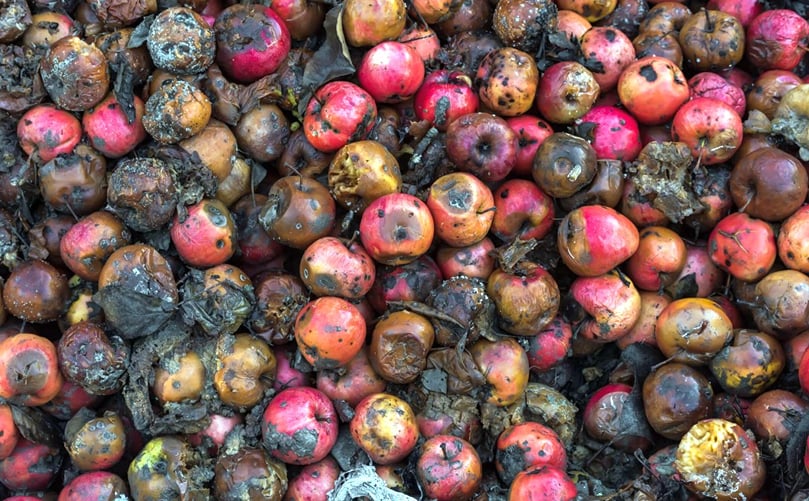 Supermarkets are often blamed for enabling food waste, with mountains of unsold food that could be
redistributed instead of being thrown away, based on estimated ‘best before’ dates applied to food that is often
still safe to eat. Supermarkets are often blamed for enabling food waste, with mountains of unsold food that could be
redistributed instead of being thrown away, based on estimated ‘best before’ dates applied to food that is often
still safe to eat.
