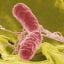 Foodborne Pathogenic Microorganism