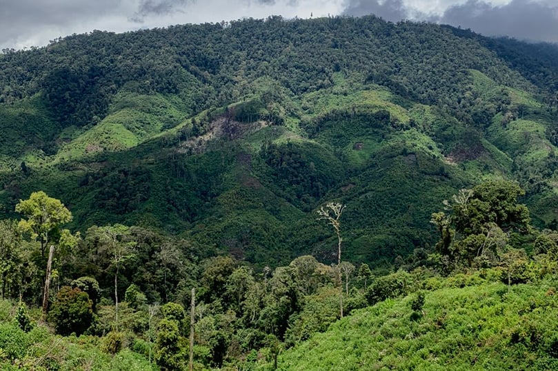 Forest area encroachment in Kerinci Seblat National Park. Courtesy: Teguh Suprayitno for Mongabay Indonesia.
Forest area encroachment in Kerinci Seblat National Park. Courtesy: Teguh Suprayitno for Mongabay Indonesia.