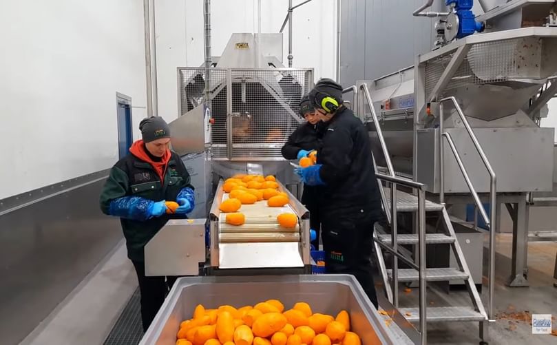 Classic-1000 on Sweet Potatoes