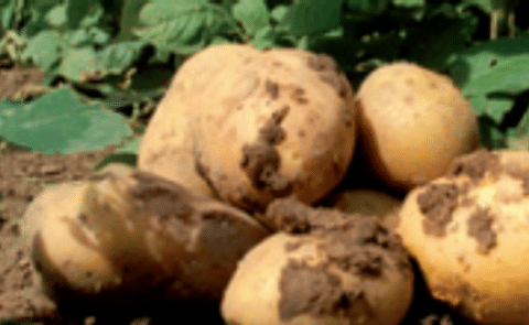 Idaho growers eye BASF's new GM potato Idaho growers eye BASF's new GM potato