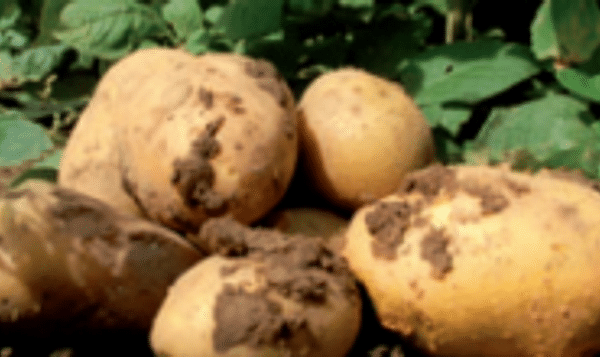  Fortuna GM potato with resistancy against phytophthora