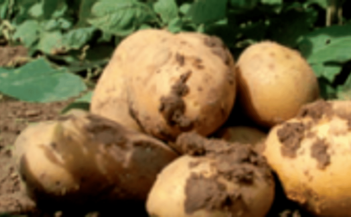 BASF continues field trials with GM potatoes in Europe
