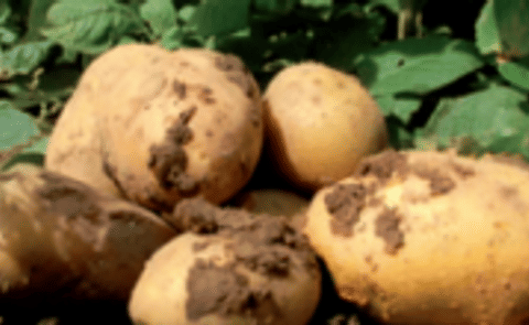 BASF continues field trials with GM potatoes in Europe BASF continues field trials with GM potatoes in Europe