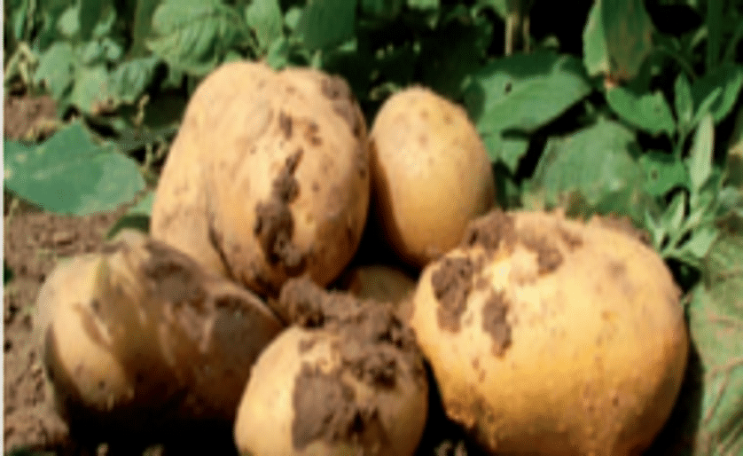 BASF expects market introduction of GM table potato Fortuna in 2014/15
