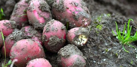Norway expects larger potato harvest this year
