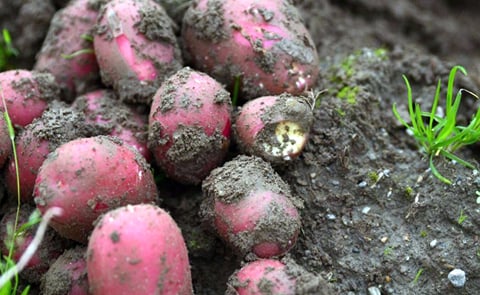 Norway expects larger potato harvest this year
Norway expects larger potato harvest this year