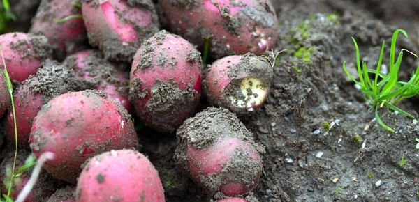 Norway expects larger potato harvest this year