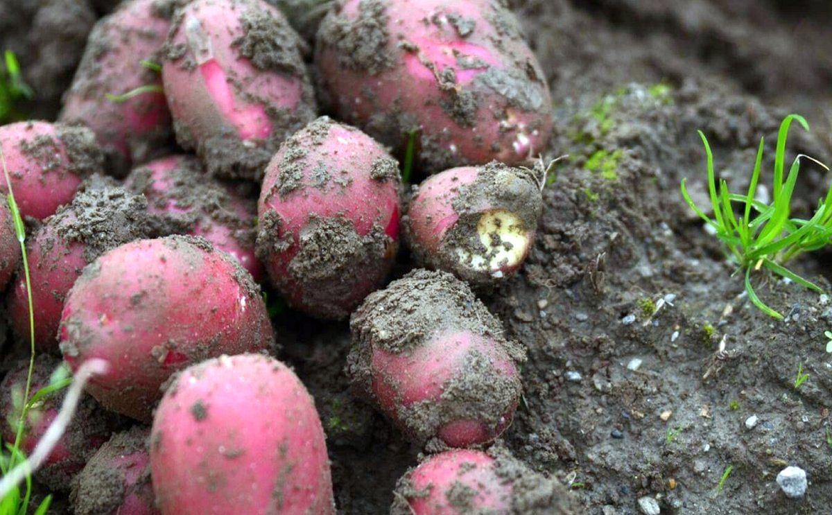 Norway expects larger potato harvest this year Norway expects larger potato harvest this year
