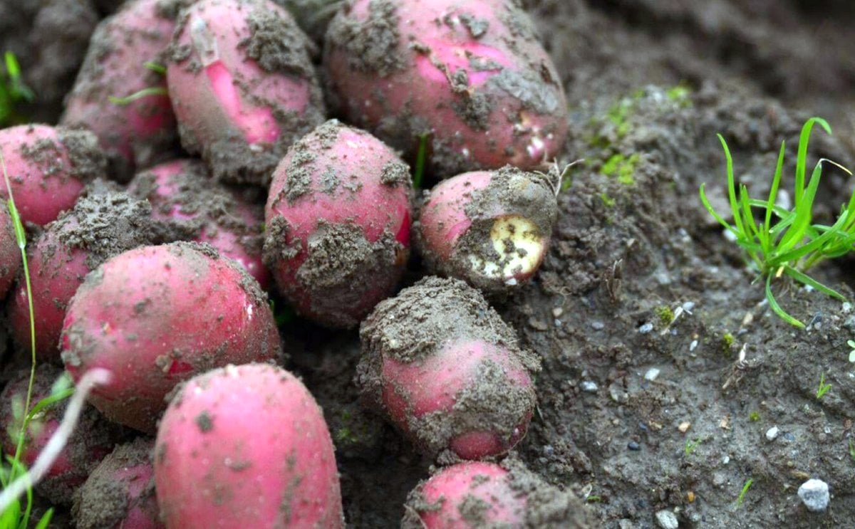 Norway expects larger potato harvest this year Norway expects larger potato harvest this year