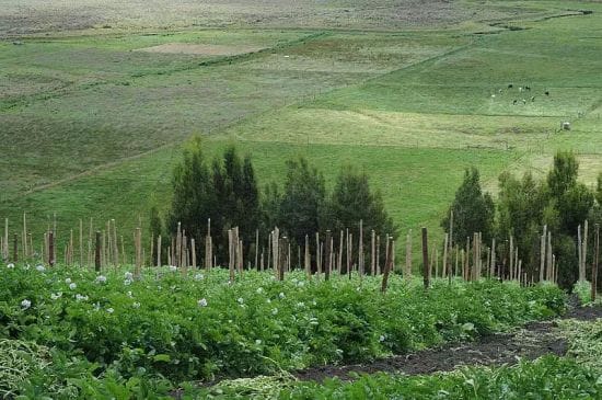 La eficiencia de los fosfitos para controlar enfermedades en campo depende del nivel de tolerancia de la variedad utilizada