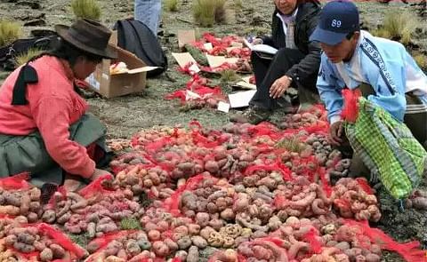 Proyecto latinoamericano que une los enfoques de nutrición y agricultura es reconocido por el banco mundial Proyecto latinoamericano que une los enfoques de nutrición y agricultura es reconocido por el banco mundial
