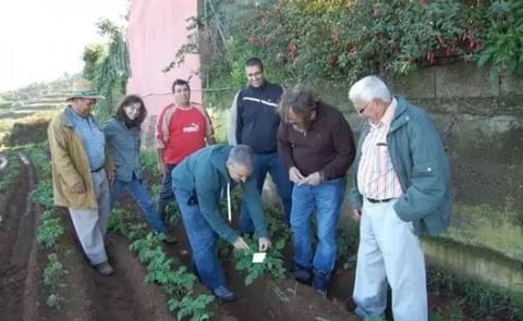 España: Tenerife avanza en nuevas investigaciones sobre la polilla de la papa España: Tenerife avanza en nuevas investigaciones sobre la polilla de la papa