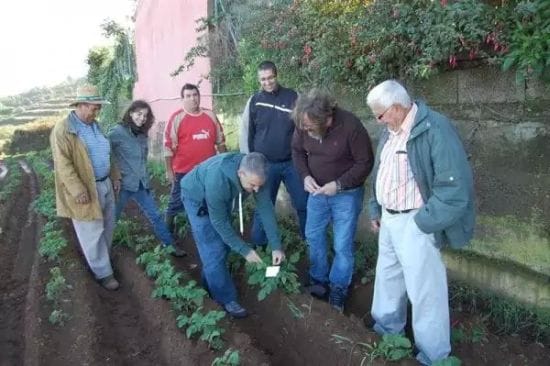 España: Tenerife avanza en nuevas investigaciones sobre la polilla de la papa