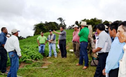 Especialistas peruanos y productores nicaragüenses Intercambian experiencia en el cultivo de Papa Especialistas peruanos y productores nicaragüenses Intercambian experiencia en el cultivo de Papa