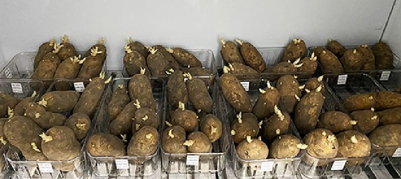 Tubers of four Russet potato cultivars (Russet Burbank, Umatilla Russet, Bannock Russet, Dakota Russet) are being monitored under controlled environmental conditions for dormancy progression and sprout growth patterns during postharvest storage. (Courtesy: USDA-ARS)