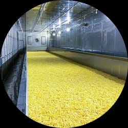 French Fry Freezer Tunnels