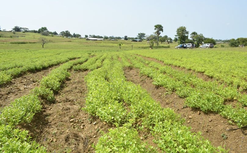 Frafra Potato farm Frafra Potato farm