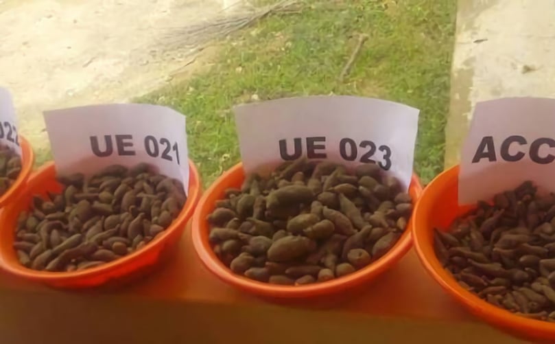Frafra Potato samples Frafra Potato samples