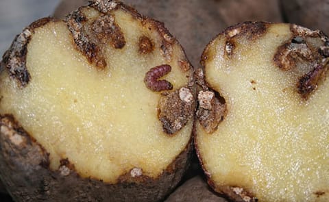 Francia aprovecha la plaga de la polilla guatemalteca y logra un récord en exportación de papa Francia aprovecha la plaga de la polilla guatemalteca y logra un récord en exportación de papa