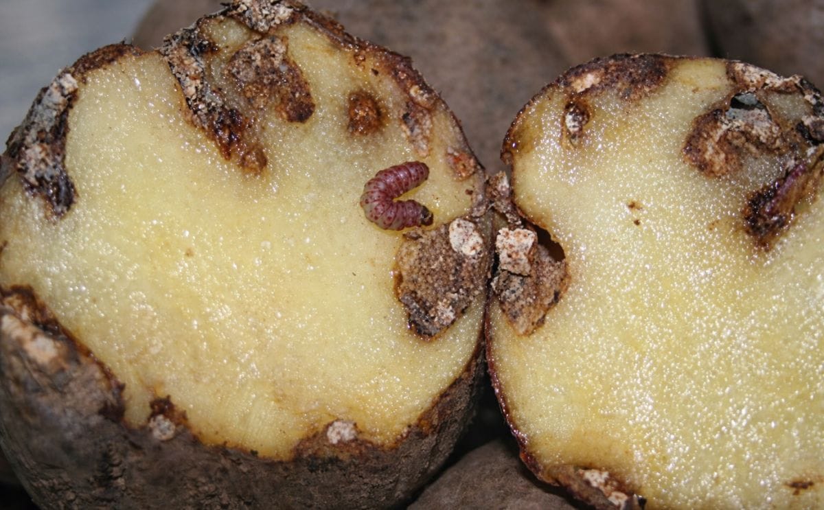 Francia aprovecha la plaga de la polilla guatemalteca y logra un récord en exportación de papa