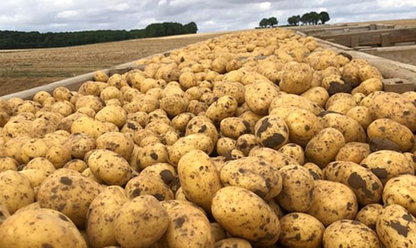 Francia: 'Un inicio de campaña centrado en las exportaciones para el mercado de la patata de conservación'
