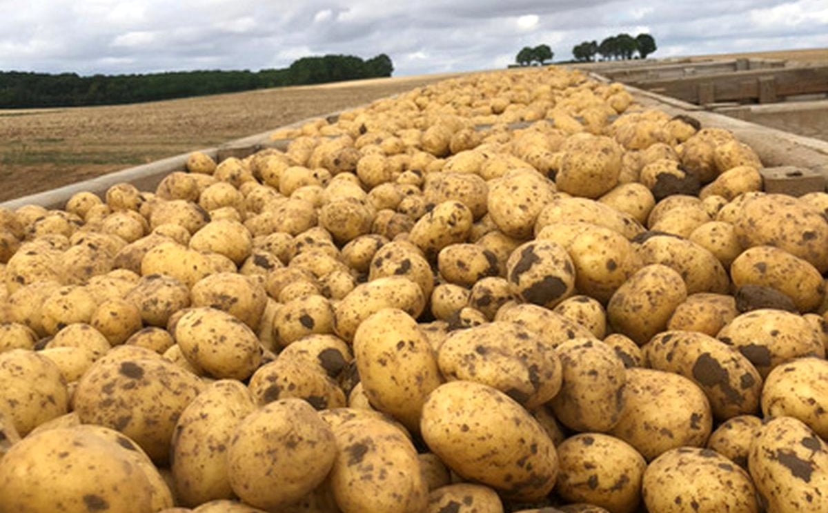 Francia: 'Un inicio de campaña centrado en las exportaciones para el mercado de la patata de conservación' Francia: 'Un inicio de campaña centrado en las exportaciones para el mercado de la patata de conservación'