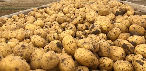 Francia: 'Un inicio de campaña centrado en las exportaciones para el mercado de la patata de conservación'