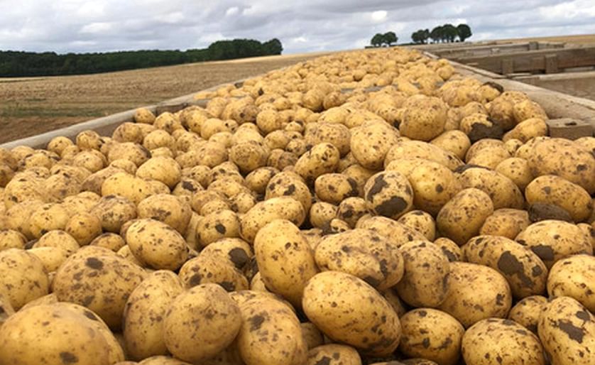 Francia: 'Un inicio de campaña centrado en las exportaciones para el mercado de la patata de conservación'
