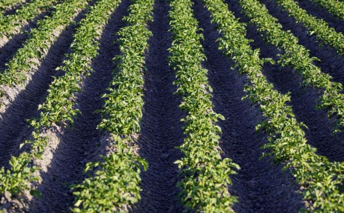 Un camino hacia los mercados, el Enfoque Participativo de Cadenas Productivas