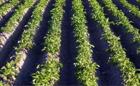 Francia: Florimond Desprez se afianza en el sector de papa de siembra con la compra de SPB Francia: Florimond Desprez se afianza en el sector de papa de siembra con la compra de SPB