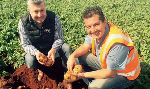 Potato deal strengthens Mitolo as it digs in for new season in South Australia