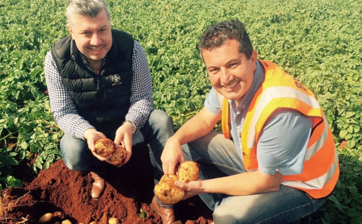 Potato deal strengthens Mitolo as it digs in for new season in South Australia Potato deal strengthens Mitolo as it digs in for new season in South Australia