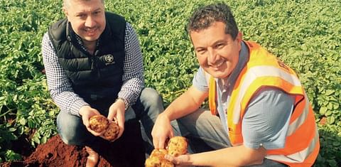 Potato deal strengthens Mitolo as it digs in for new season in South Australia