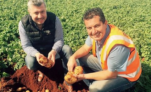 Frank (left) and John Mitolo (right), have begun this season's potato harvest after a strong year of sales throughout the coronavirus pandemic.
Frank (left) and John Mitolo (right), have begun this season's potato harvest after a strong year of sales throughout the coronavirus pandemic.