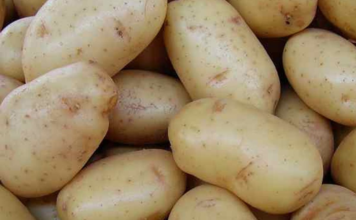 Congreso español de papa tratará fraude de etiquetado en grandes superficies Congreso español de papa tratará fraude de etiquetado en grandes superficies