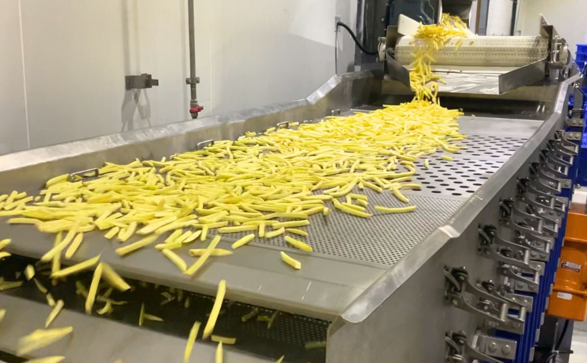 Freshly cut French fries moving through a vibratory distribution system at a modern potato processing facility.