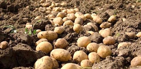 Planting of early potatoes in France has been completed and the harvest has started in some areas