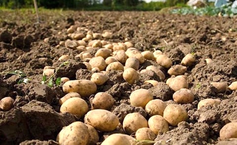 Planting of early potatoes in France has been completed and the harvest has started in some areas Planting of early potatoes in France has been completed and the harvest has started in some areas