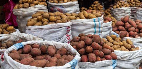 Rastrean la evolución del cultivo de la patata en los Andes precolombinos