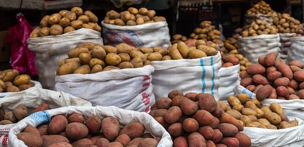 Rastrean la evolución del cultivo de la patata en los Andes precolombinos
