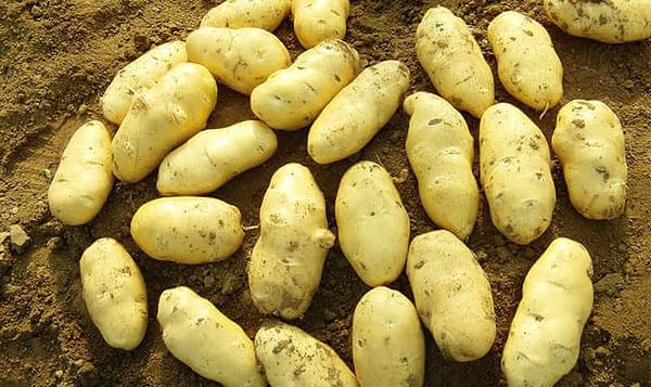 Chinese potato price runs high because of typhoon Lekima