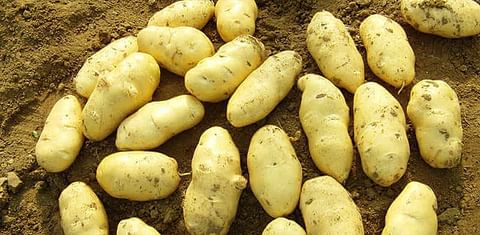 Chinese potato price runs high because of typhoon Lekima