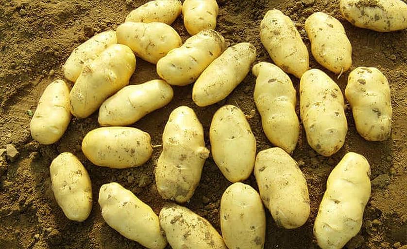 Chinese potato price runs high because of Typhoon Lekima
