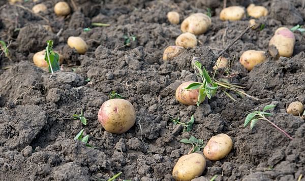 Zimbabwe: farmers shun potato growing
