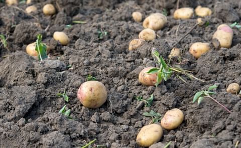 Fresh Potatoes Fresh Potatoes