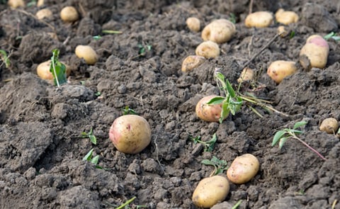 Fresh Potatoes Fresh Potatoes