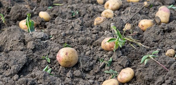 New potato-threatening pathogens reported for first time in Pennsylvania, US